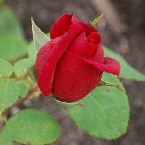 Rozenstruik kopen - Rosa Avon™ - rood - theehybriden - sterk geurende roos - Dennison Harlow Morey - Rode bloemen met een diameter van 10 cm en een aangename geur.